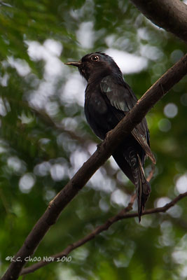 Cuckoo Drongo