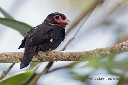 Dusky Broadbill