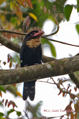 Dusky Broadbill