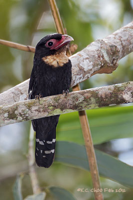 Dusky Broadbill