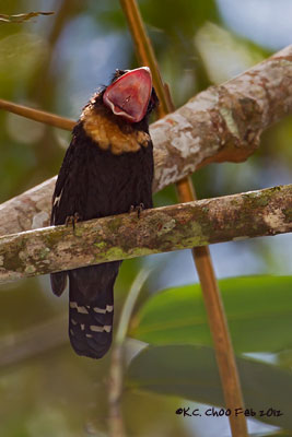 Dusky Broadbill