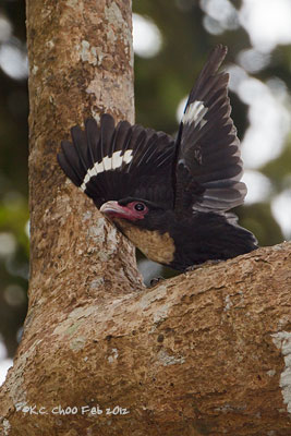 Dusky Broadbill