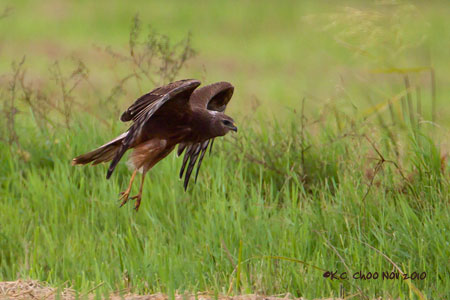 Eastern Marsh Harrier