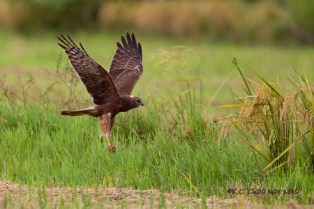 Eastern Marsh Harrier