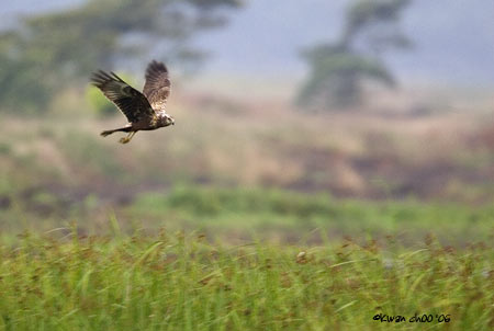 Eastern Marsh Harrier