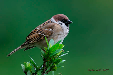 Eurasian Tree Sparrow