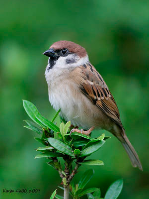 Eurasian Tree Sparrow