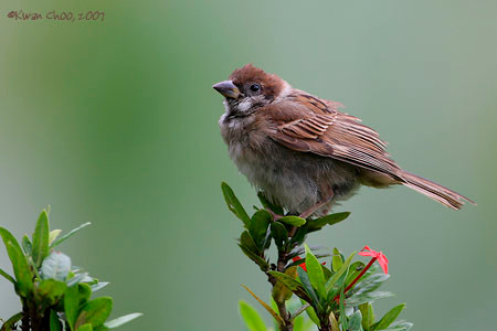 Eurasian Tree Sparrow