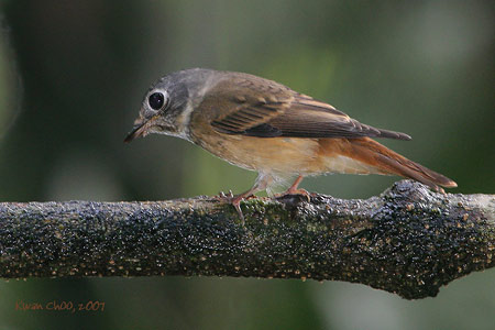Ferruginous Flycatcher