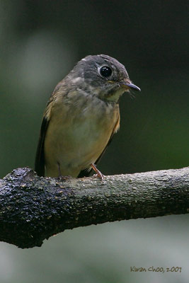 Ferruginous Flycatcher