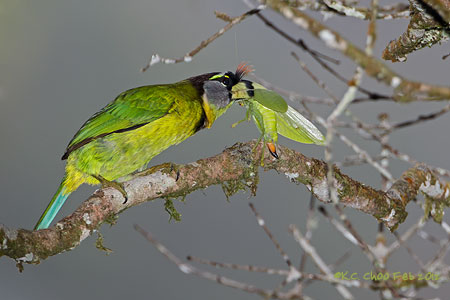 Fire-tufted Barbet