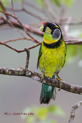 Fire-tufted Barbet