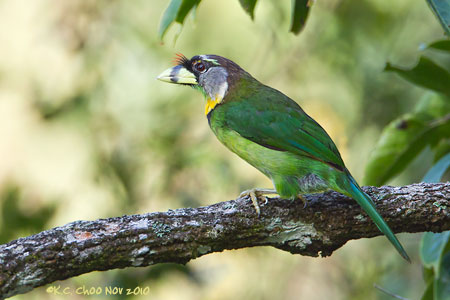 Fire-tufted Barbet