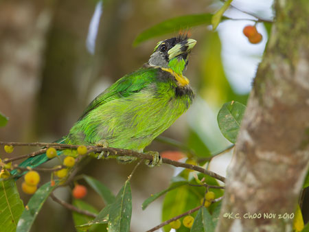 Fire-tufted Barbet