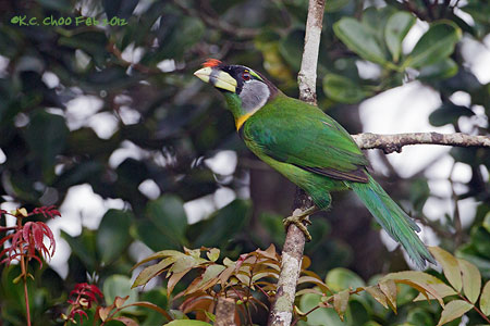 Fire-tufted Barbet