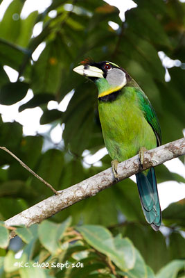 Fire-tufted Barbet