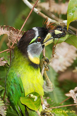 Fire-tufted Barbet