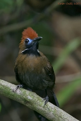 Fluffy-backed Tit-babbler