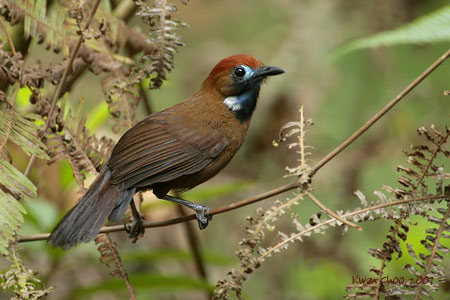 Fluffy-backed Tit-babbler