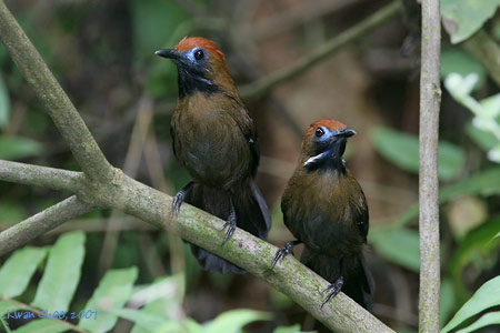 Fluffy-backed Tit-babbler