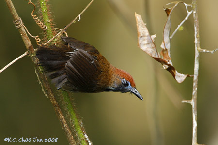 Fluffy-backed Tit-babbler