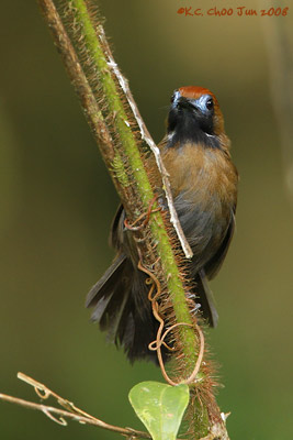 Fluffy-backed Tit-babbler