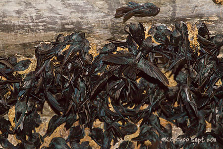 Glossy Swiftlet