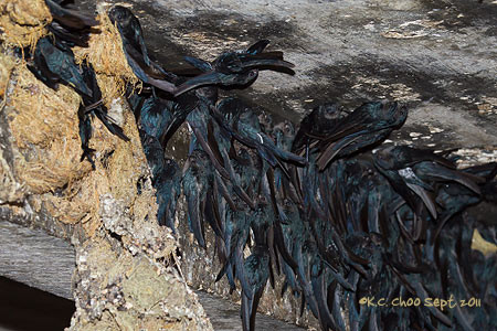 Glossy Swiftlet