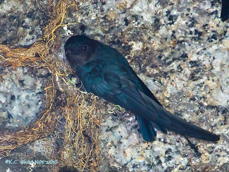 Glossy Swiftlet