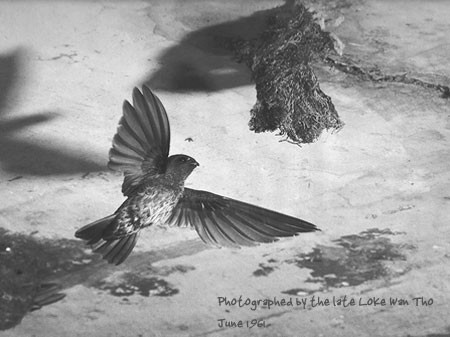 Glossy Swiftlet