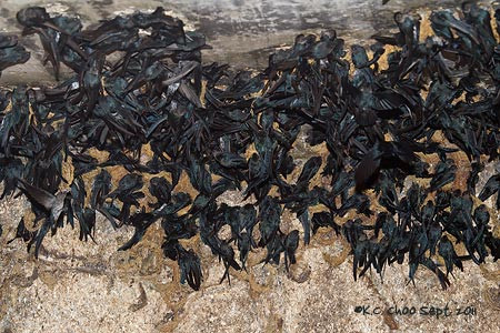 Glossy Swiftlet