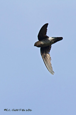 Glossy Swiftlet