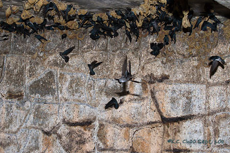 Glossy Swiftlet