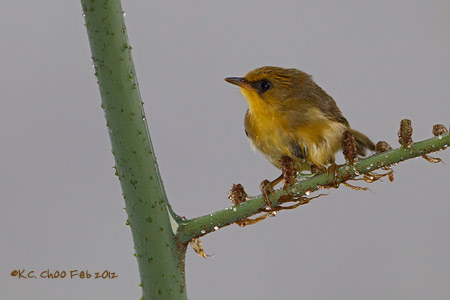 Golden Babbler