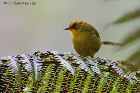 Golden Babbler