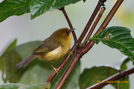 Golden Babbler