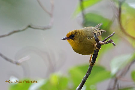 Golden Babbler