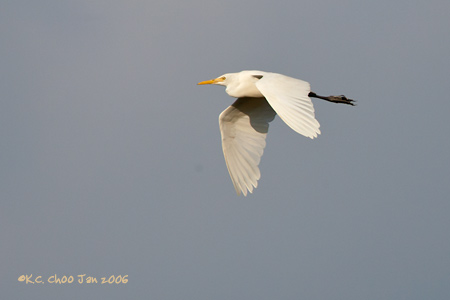 Great Egret