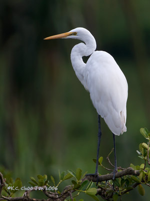 Great Egret
