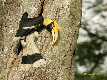 Great Hornbill