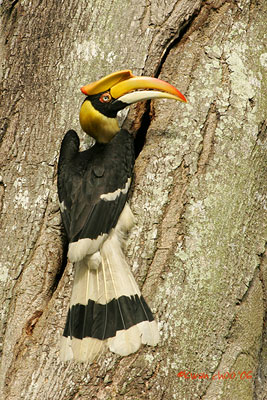 Great Hornbill