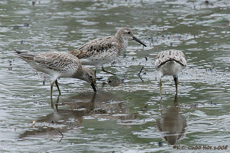 Great Knot