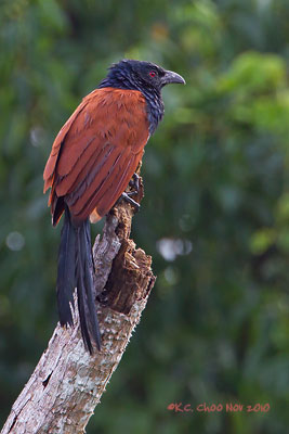 Greater Coucal