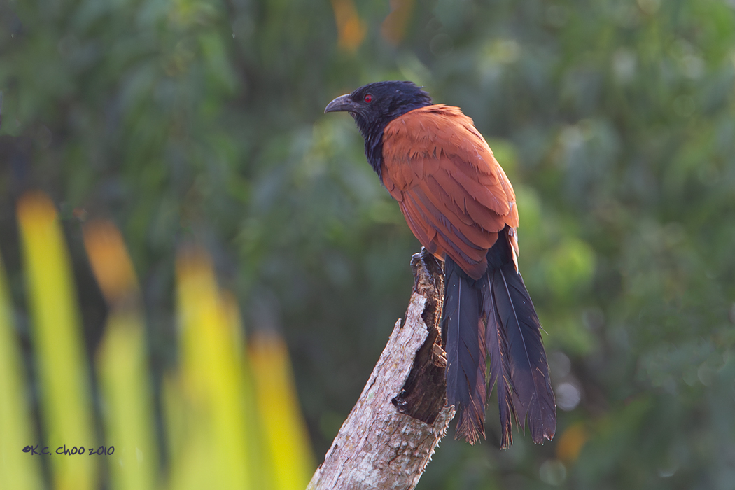 Greater Coucal