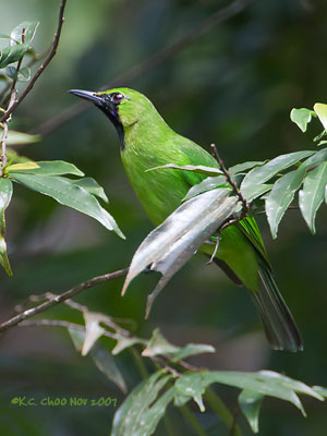 Greater Green Leafbird