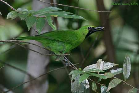 Greater Green Leafbird