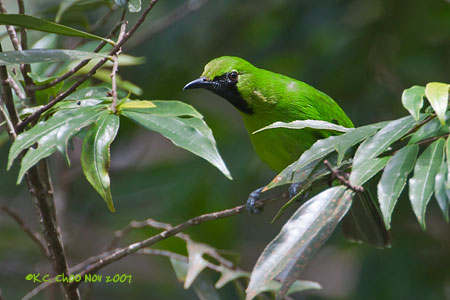 Greater Green Leafbird
