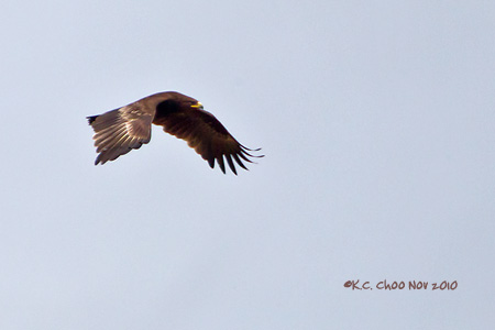 Greater Spotted Eagle