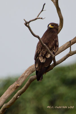 Greater Spotted Eagle