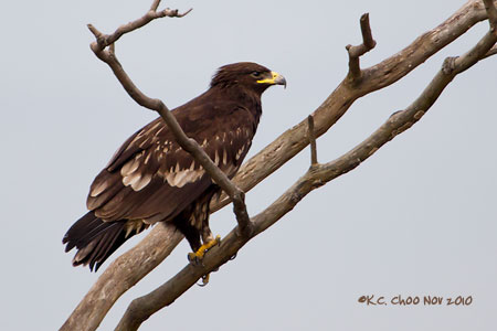 Greater Spotted Eagle